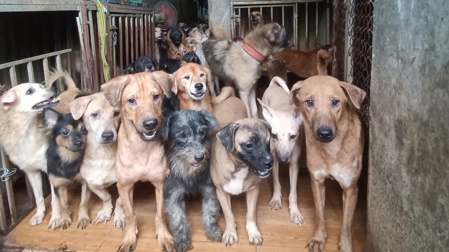 Cuộc sống của cặp vợ chồng cưu mang hàng trăm chú chó mèo bị bỏ rơi